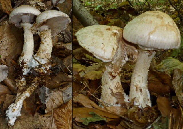 Hebeloma radicosum, Marzipanfälbling